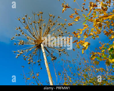 Allium Samen Kopf im Herbst Blätter im Herbst im Hintergrund Stockfoto