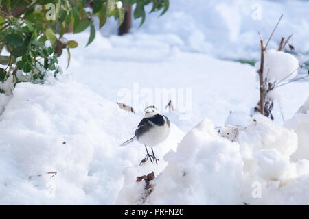 Single Bachstelze Vogel stehen hoffentlich im Schnee im Garten auf der Suche nach Nahrung an einem sonnigen Tag. Stockfoto