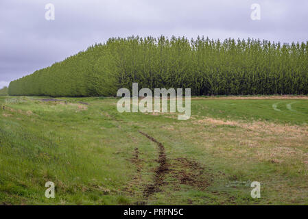 Wälder neben der Straße Nummer 264 im Süden von Island Stockfoto