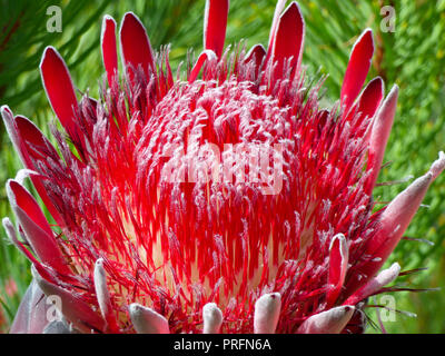 Exotische protea Blüte im Inneren der großen Gewächshaus im Botanischen Garten von Wales in Carmarthen, West Wales, Großbritannien Stockfoto