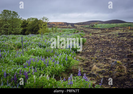 Nootka lupine Pflanzen neben der Straße Nummer 264 zu Keldur Bauernhof im Süden von Island Stockfoto