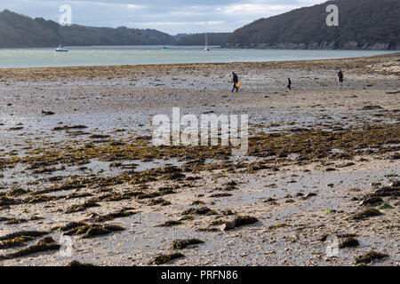 Drei Menschen zu Fuß auf den Helford Passage mit einem Beutel Sammeln von Muscheln, Austern, Miesmuscheln, Venusmuscheln, Cola und Algen bei Ebbe. Stockfoto