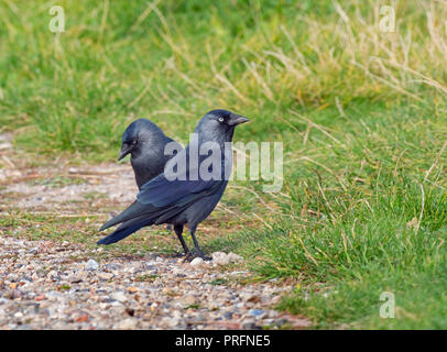 Jackdaw Corvus monedula Fütterung auf Farmland Norfolk UK Stockfoto