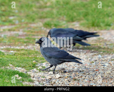 Dohle Corvus monedula Fütterung auf landwirtschaftlich genutzten Flächen. Stockfoto