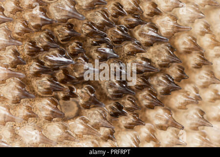 Eine Nahaufnahme der placoid Waagen, oder dermal denticles, auf der Haut in einen Stier Huss gefangen Boot angeln auf der Stange und die Leitung an der Küste von Dorset in Stockfoto