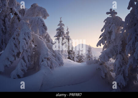 Winterlandschaft. Tannen unter dem Schnee. Am Abend in den Bergen Stockfoto