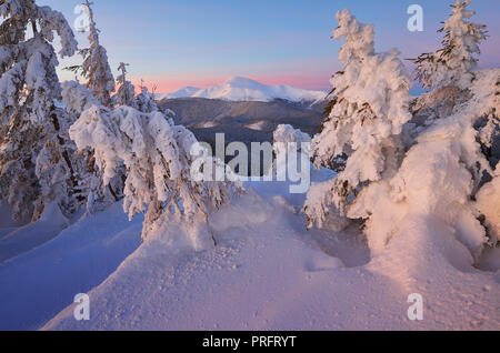 Weihnachten Landschaft. Winter Wald in den Bergen. Tanne unter dem Schnee. Schöne Schneeverwehungen Stockfoto