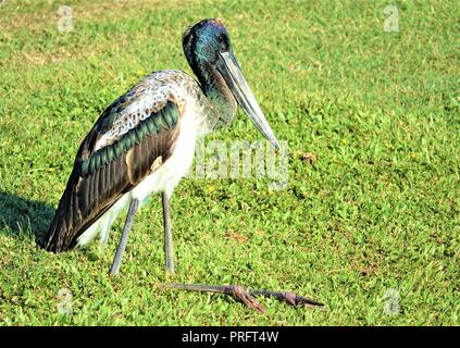 Jabiru oder black-necked Storch, Ephippiorhynchus asiaticus, Cairns, Queensland, Australien Stockfoto