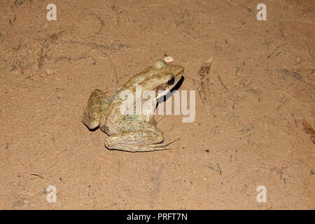 Australische Woodfrog, Papurana daemeli, Cape York Regenwald, Kutini-Payamu (Iron Range National Park), Far North Queensland, Australien Stockfoto