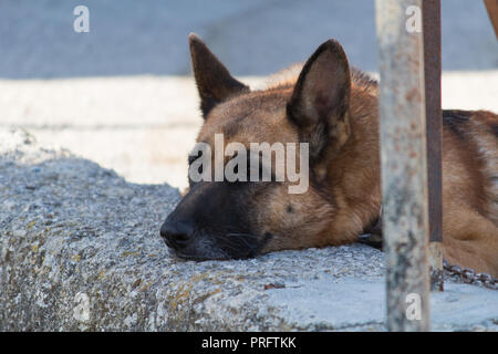 Deutscher Schäferhund warten Stockfoto