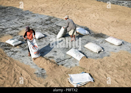 Männer, die Säcke mit geerntetem Reis ausstreuen, um unter der Sonne in West-Java, Indonesien, zu trocknen Stockfoto