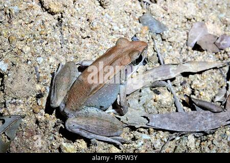 Australische Woodfrog, Papurana daemeli, Cape York Regenwald, Kutini-Payamu (Iron Range National Park), Far North Queensland, Australien Stockfoto