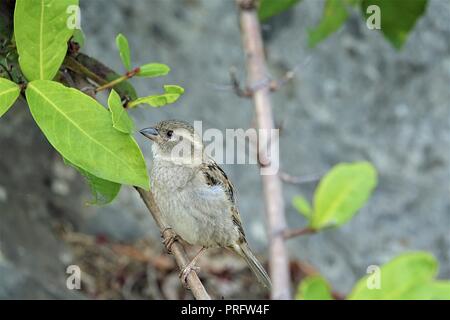 House sparrow, Passer domesticus, Gelbhalsmaus, Port Douglas, weit im Norden Queesland, Australien Stockfoto