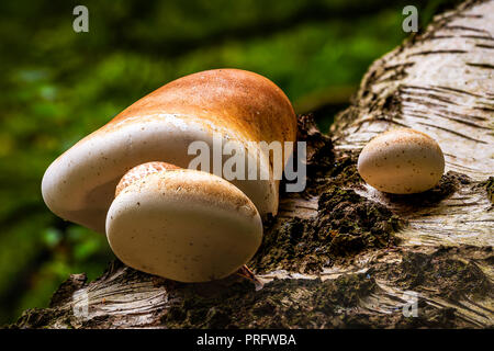 Fomitopsis Piptoporus betulinus Betulina (bisher), allgemein bekannt als das birch Polypore Stockfoto