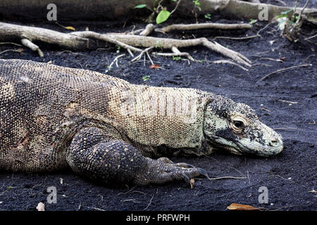 Komodo-Drache in Komodo, Indonesien Stockfoto