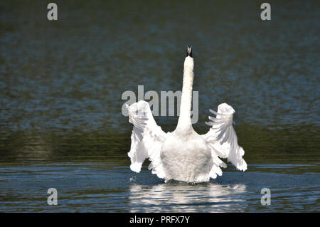 Weißer Schwan tanzen Stockfoto