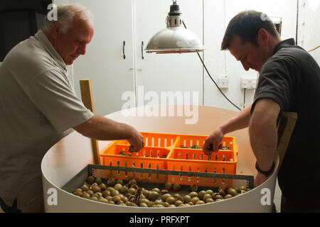 Ein Spiel Keeper Sortierung Fasanenküken zum Schlüpfen Tag mit seinem Chef. Devon, Großbritannien. Nicht in negative Inhalte verwendet werden. Stockfoto