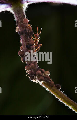 Garten Ant Herding und Schutz der Blattläuse, die es auf dem Honigtau, die Sie erzeugen, Gloucestershire, Großbritannien Stockfoto