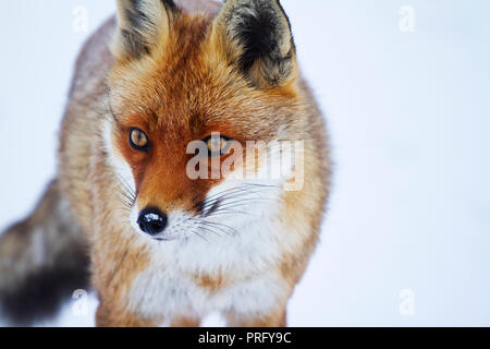 Einzelne Erwachsene Vixen Fuchs im Schnee, Devon, Großbritannien. Stockfoto