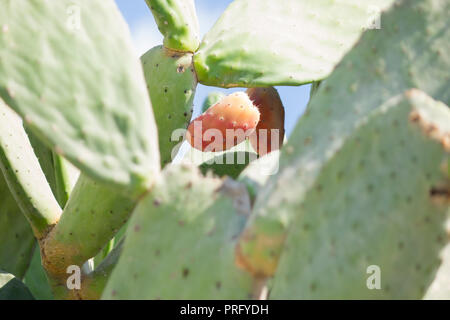 Nahaufnahme von Purple Cactus flower Lampe Kaktus mit wild Cactus Hintergrund Stockfoto