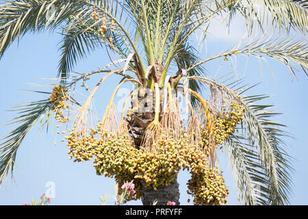 Palme mit Früchten auf einem Hintergrund von Azure Sky Stockfoto