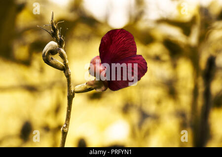 Schnecke Stockfoto