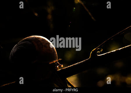 Schnecke Stockfoto