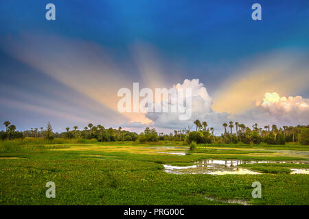 Orlando Wetlands Sonnenuntergang Stockfoto