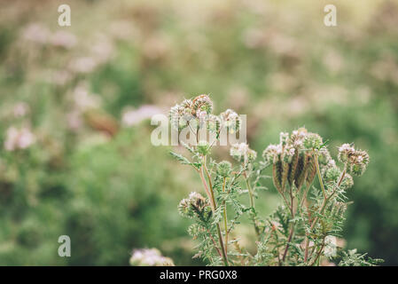 Phacelia tanacetifolia blühen im Feld. Diese Pflanzenarten wird auch durch den gemeinsamen Namen Lacy phacelia bekannt, blau oder violett tansy Rainfarn. Stockfoto