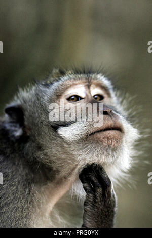 Krabben essen Makaken (Macaca fascicularis) Suchen Sie nachdenklich Stockfoto