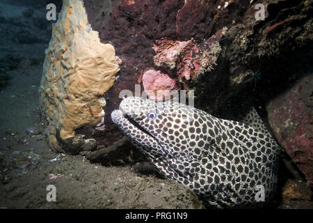 Geschnürt Muränen (Gymnothorax favagineus) Unterwasser unter Coral Reef in Bali. Stockfoto