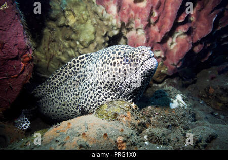 Geschnürt Muränen (Gymnothorax favagineus) Unterwasser unter Coral Reef in Bali. Stockfoto