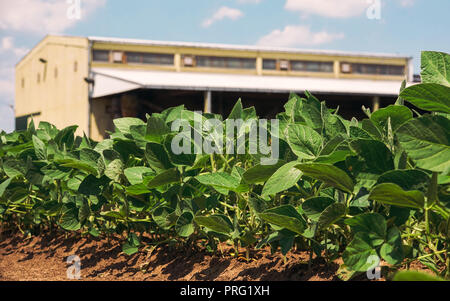 Wachsende organische Soja auf einem Bauernhof, Low Angle View von Soja Pflanzen im Feld Stockfoto