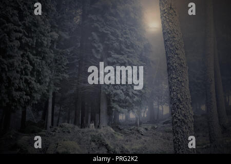 Die Mond über einem nebligen Wald in der Dämmerung Stockfoto