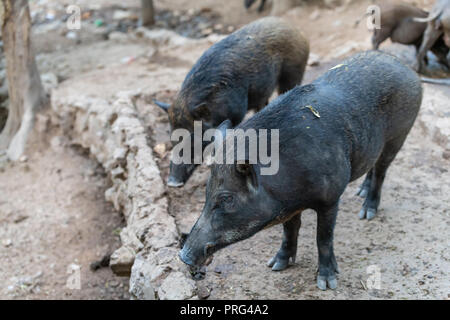 Wildschwein (Sus scrofa), auch als wildes Schwein genannt, ist eine Pflanzenart aus der Gattung der Schweine Sus, Teil der biologischen Familie Suidae. Stockfoto