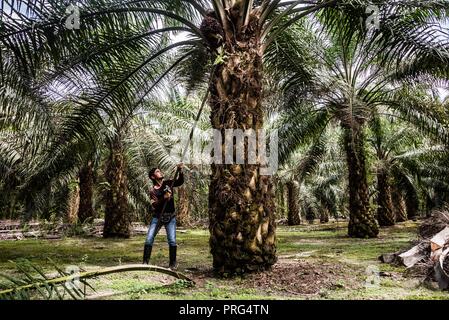 Ein Öl palm Arbeiter der Ernte von frischem Obst Trauben auf einer Händlerniederlassung Bauernhof in Perak, Malaysia, Juli 2018 verwaltet Stockfoto