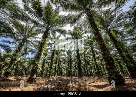 Ein Vordach von Ölpalmen auf einem Naturgrundstück in Perak, Malaysia Stockfoto