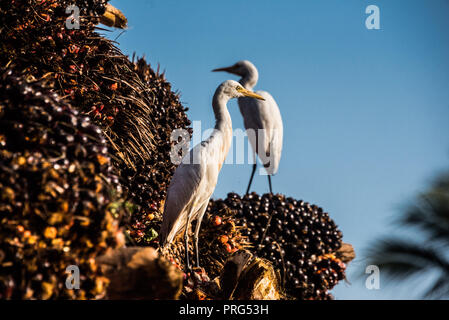 Reiher Zander auf Öl palm frisches Obst Trauben, Perak, Malaysia, Juli 2018 geerntet Stockfoto