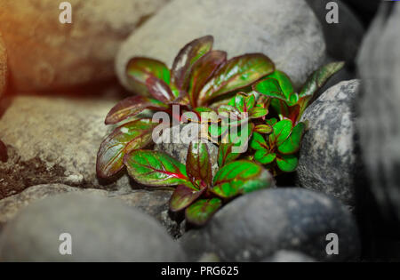 Kleine Pflanze zwischen den Stein auf dem Fluss Seite Stockfoto