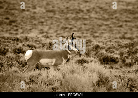 Pronghorn in der Prärie von Wyoming Stockfoto