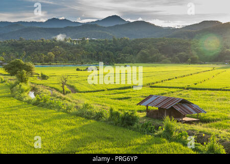 Der Sonnenuntergang auf einer reis plantage im Chiangdao Distrikt, Chiang Mai, Thailand Stockfoto