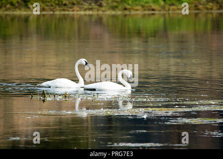 Ein paar Trompeter Schwäne im Yellowstone River im Yellowstone National Park Stockfoto