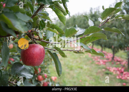 Ein roter Apfel hängen an einem Apfelbaum Zweig, Obstgarten mit gefallenen Äpfel im Hintergrund Stockfoto