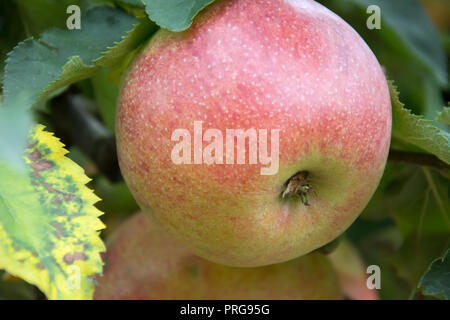 Nahaufnahme von einem Reif, Rot und Gelb Apple durch Blätter - ein Blatt gelblich mit braunen Flecken umgeben Stockfoto