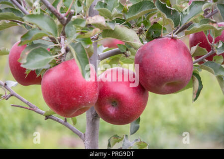 Vier große, reife, rote Äpfel hängt ein kleiner Apfelbaum Stockfoto
