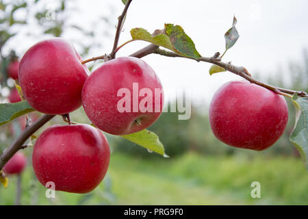 Vier große, reife, rote Äpfel hängen an einem Zweig ein kleiner Apfelbaum Stockfoto