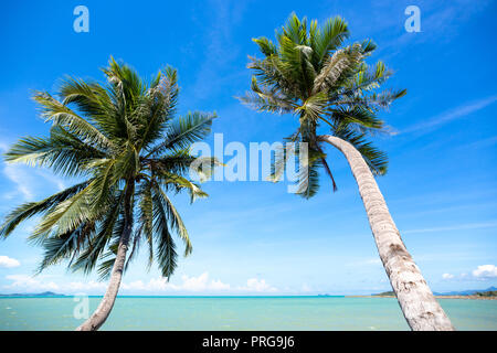 Kokospalme auf dem Ozean gegen den blauen Himmel in Insel Koh Samui in Thailand. Stockfoto