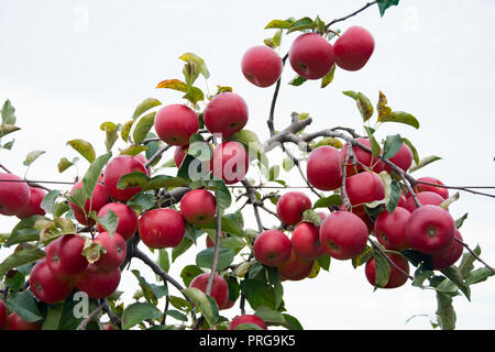 Ein Zweig von einem Apfelbaum mit mit viel reife, rote Früchte von Apple abgedeckt Stockfoto