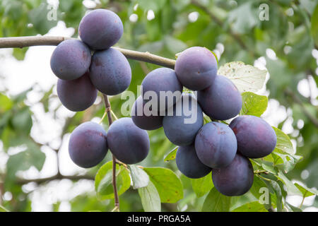 Bündel reif gemeinsame Pflaumen hängen an einem Zweig des Pflaumenbaum Stockfoto