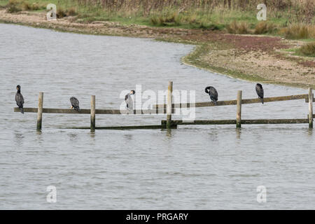 Fünf Kormorane (Phalacrocorax carbo) auf einem Zaun gehockt Stockfoto